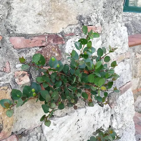 La Casa Del Fotografo Apartment Colle Val D'Elsa
